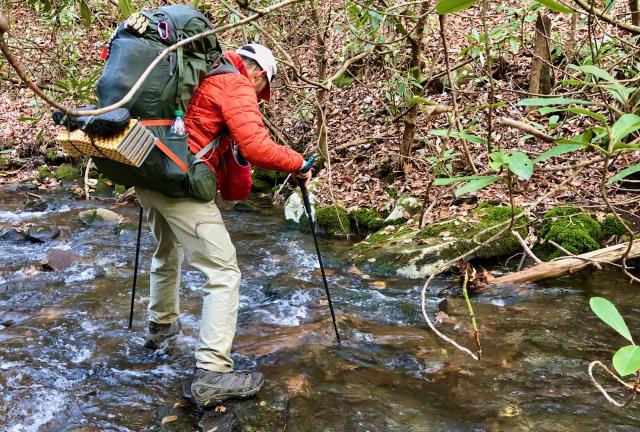 Polecat walks across a creek