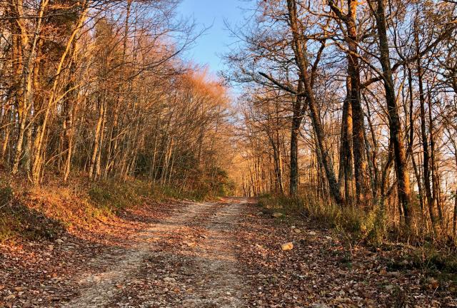 Trees colored by a setting sun