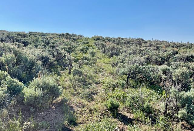 The trail is difficult to see among grass and sagebrush