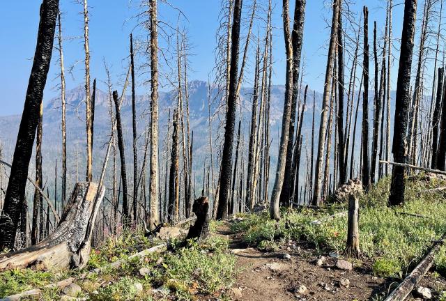 A view of Smokestack Mountain through burnt trees