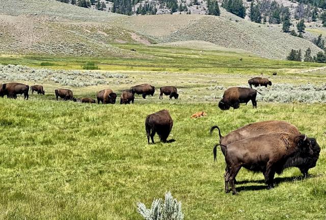 Many bison grazing in Yellowstone National Park