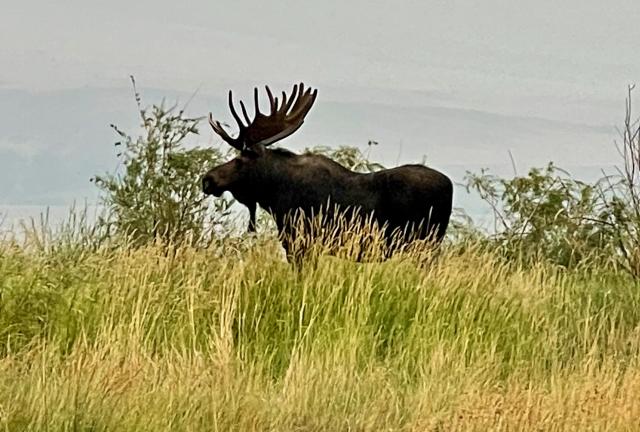 A large bull moose near Ennis Lake