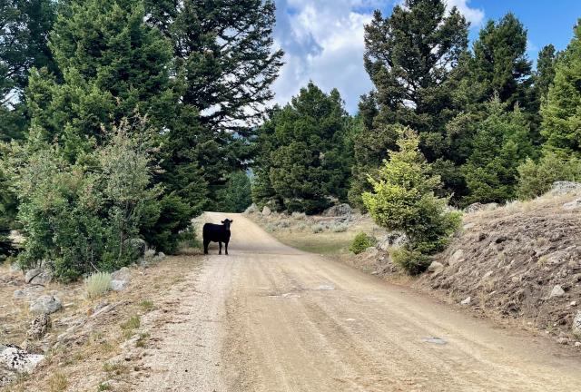 A cow stands on a gravel road