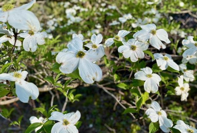 Dogwood blossoms