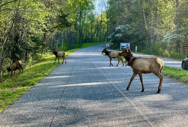 Elk crossing the Blue Ridge Parkway