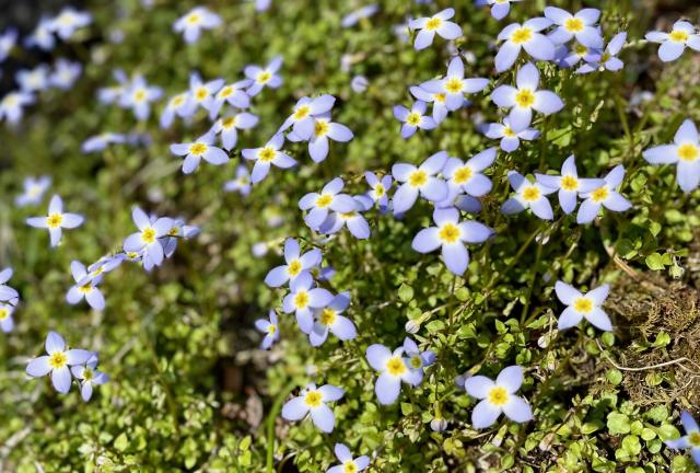 Thyme-leaf bluet