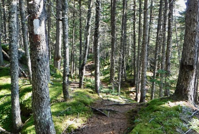 Trail heading to Kennebec River