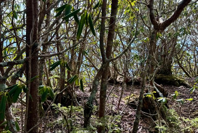 The top of Balsam Cone, covered in trees