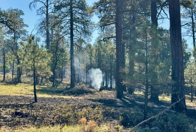 A small plume of smoke rises in a forest