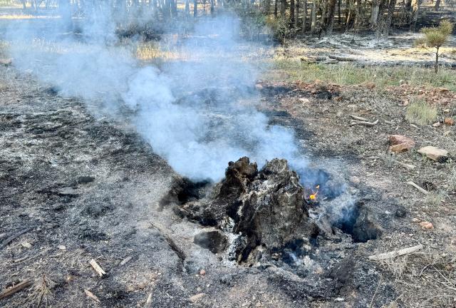 Smoke rised from a burning tree stump