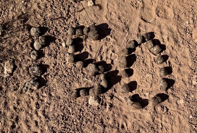 150 created by a hiker with elk poop