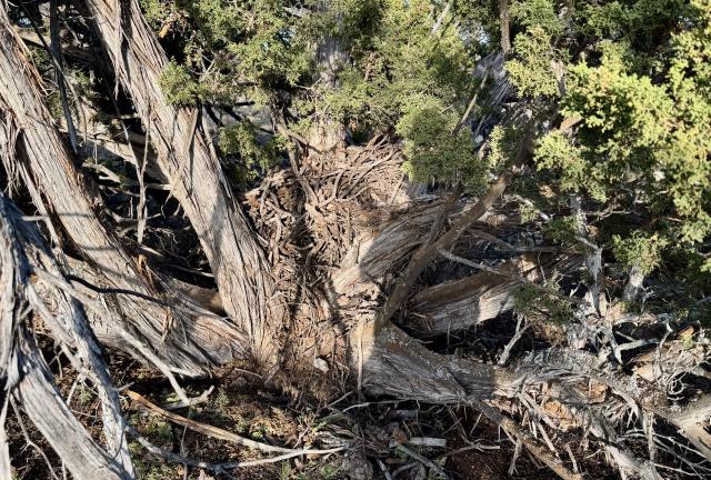 A pack rat’s nest is called a midden
