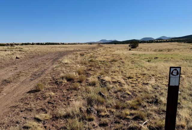 Flat terrain with grass and few trees