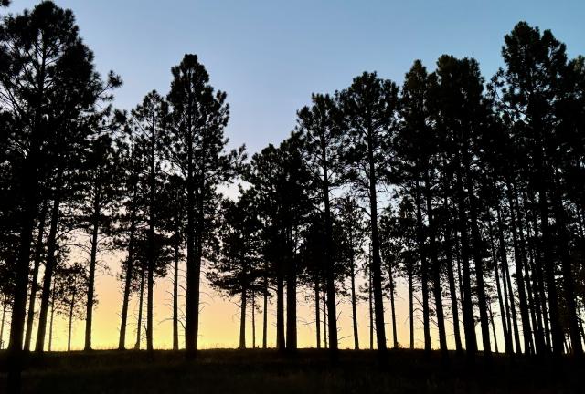 The setting sun puts trees in silhouette