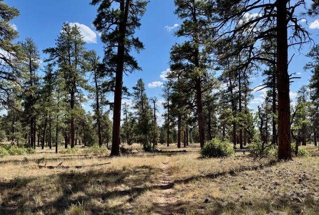 The trail crosses flat terrain