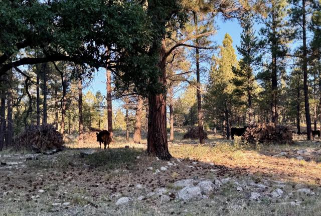 Cattle stand among piles of brush