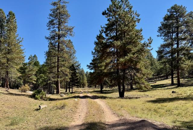 The trail passed through flat terrain with a scattering of trees