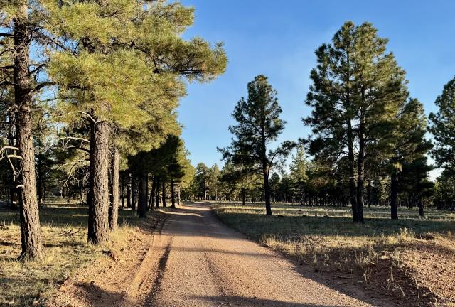 Coconino Rim Road (Forest Service Road 310)
