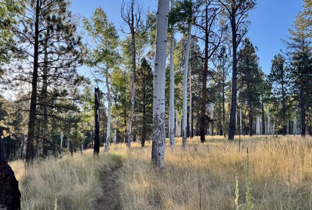 Aspens stand between pine trees