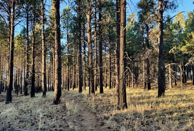 An early morning view of the trail