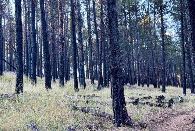 The trees are blackened by a long ago fire