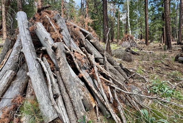 Slash piles stacked near the trail