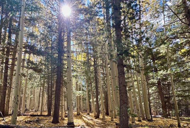 Sunlight is filtered through tall trees