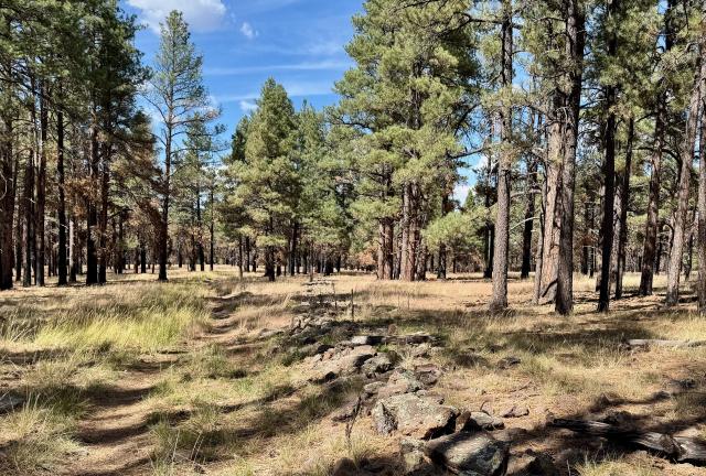 Boulders lined up next to the trail