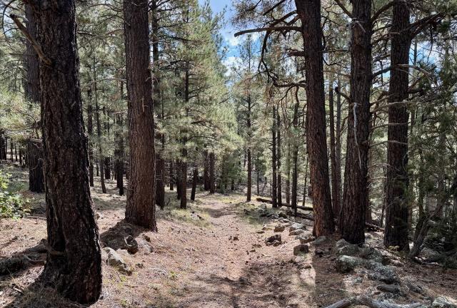 The trail descends through a forest