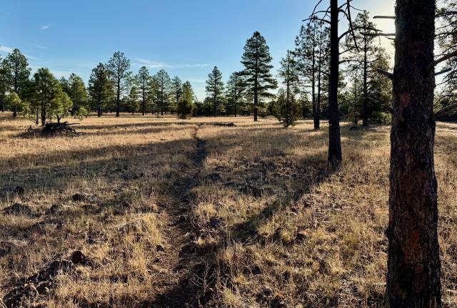 Shadows from a low sun