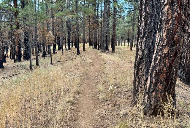 The trail follows an old railroad bed