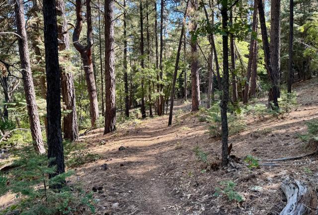 The trail descends on the way to Double Springs Campground
