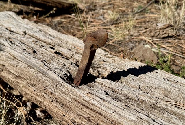A rusted spike sticks out of an old railroad tie
