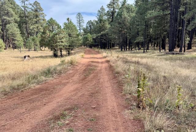 A dirt road was a shortcut