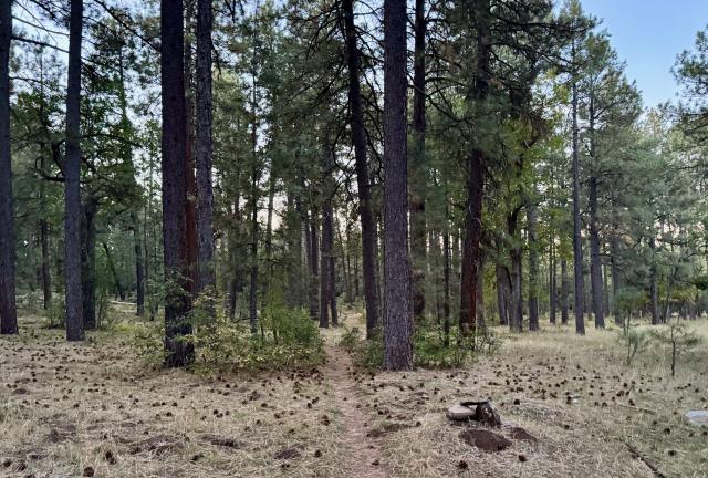 An early morning view of the trail