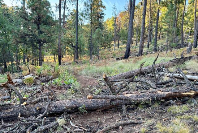 A downed tree lies across the Arizona Trail