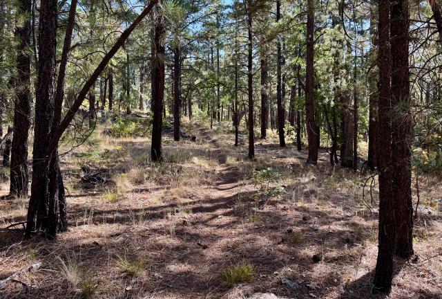 The trail passes through Ponderosa pines
