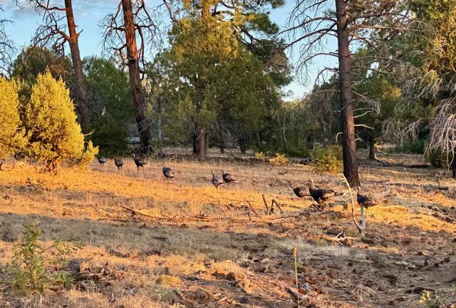 Turkeys leave Foot in Tree Tank