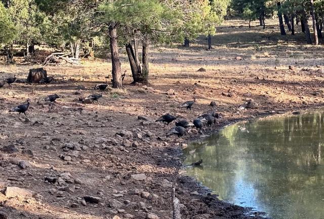 Turkeys approach Foot in Tree Tank