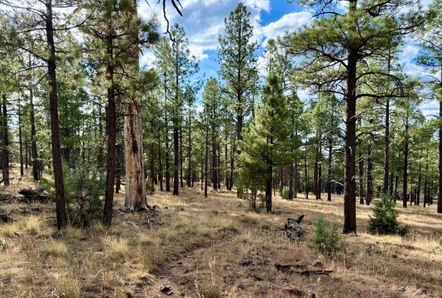The Arizona Trail passes through Ponderosa pines