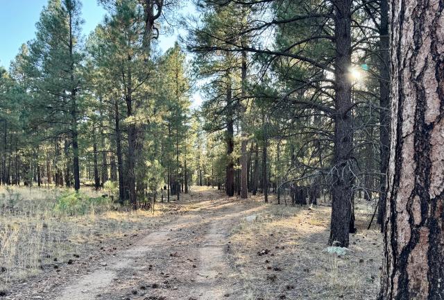 Ponderosa pines