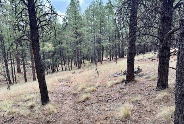 The trail begins a gradual descent