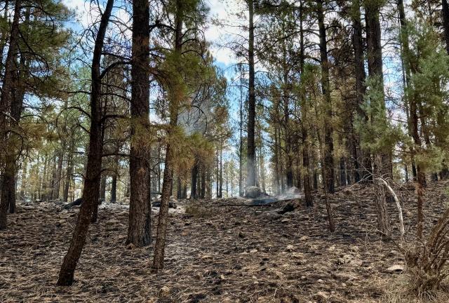 A smoldering fire in a forest