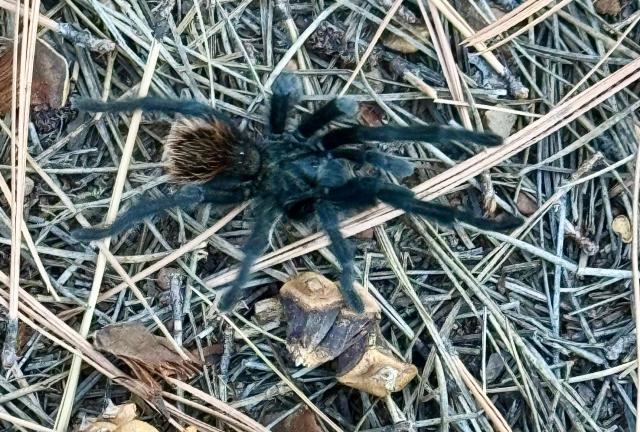 Grand Canyon black tarantula