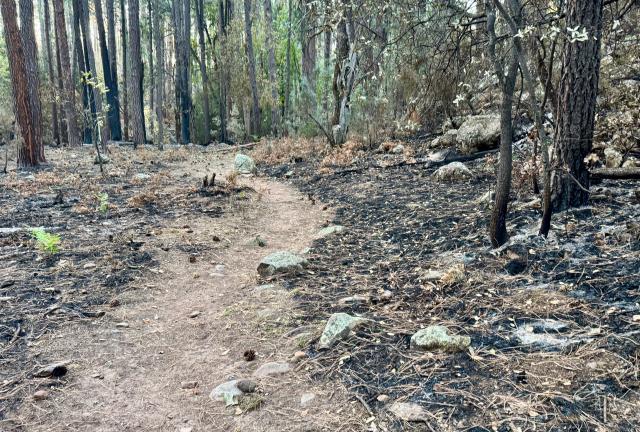 The trail crosses a burnt forest