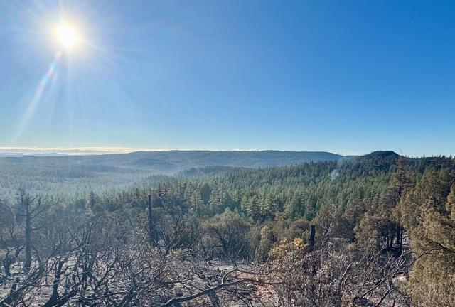 The sun shines brightly over a burnt section of the forest
