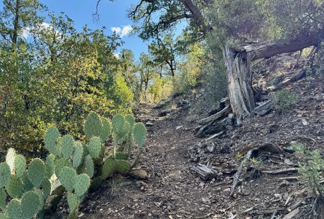 Cactus next to the trail