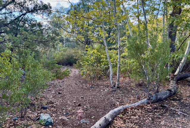 Aspen trees in a campsite