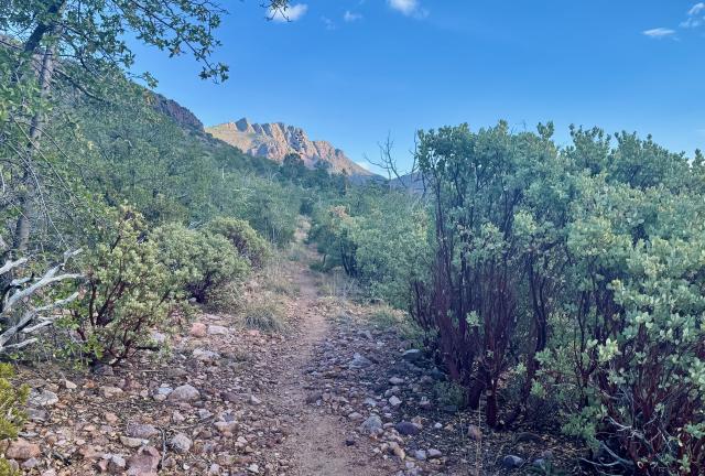 A long climb on a trail lined with manzanita and Emory oak trees