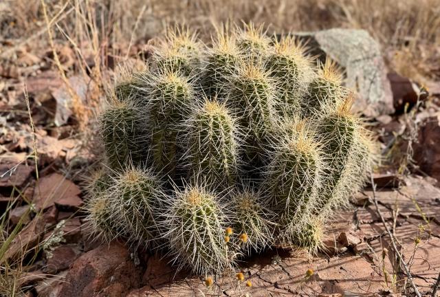 Hedgehog cactus